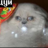 PILV