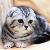 - Котейка -