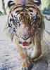 catcatcat10