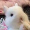 mrs.rabbit1
