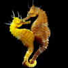 Guragcha