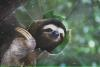 Sloth-111
