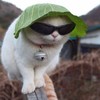 Редкий Гриб
