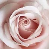 pari.harmony