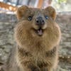 Кувока