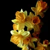 _NarciSSus.