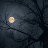_Dracula_666_