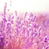 LavenderMoon