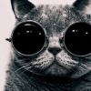 kitty_d