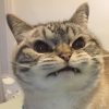 Мо Grimes