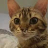 sweet.polly
