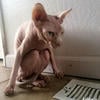 Климатия