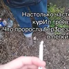 никчёмный чай.