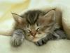 kitten955