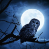 urban_moon