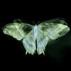 Butterfly_Identification