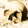 Polli_in_agony