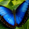 Butterfly777