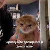 Ангел из преисподней..
