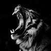 Anram_bam_bam