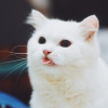 Olyashka