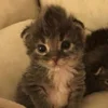 Kirsaltixxxx