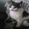 AkariZorua