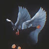 Shb_Nd