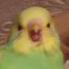 Pchelka_UwU