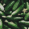 _Cool_As_Cucumber_