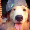 Собака57жраласено