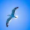 TheBestBird
