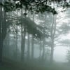 Misty_Forest