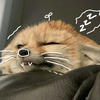 fennec foxx