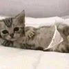 ulii_ya