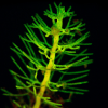 elodea