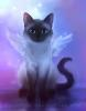 Black wildcat