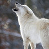 Wolf of night