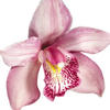Pink orchid