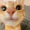 IDNNB
