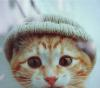Ms.Cat.