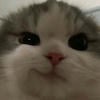 ches_leroi