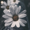 revein_tais
