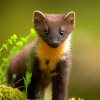 Pine_Marten