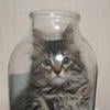 Pussyjar