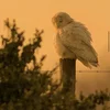 Avimla