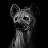 hyena_queen