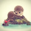 lady_otter