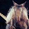 ArmadilloArmadillo2