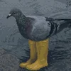 несъедобно